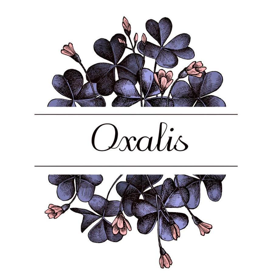 شقة Oxalis بولونيا المظهر الخارجي الصورة